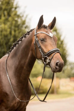 Horze Grayson Anatomische Trense -Reitsportprodukte Geschäft 10084 BL BL 4