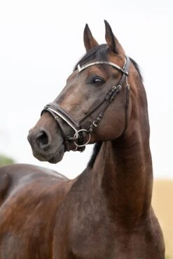 Horze Grayson Anatomische Trense -Reitsportprodukte Geschäft 10084 DBR 1