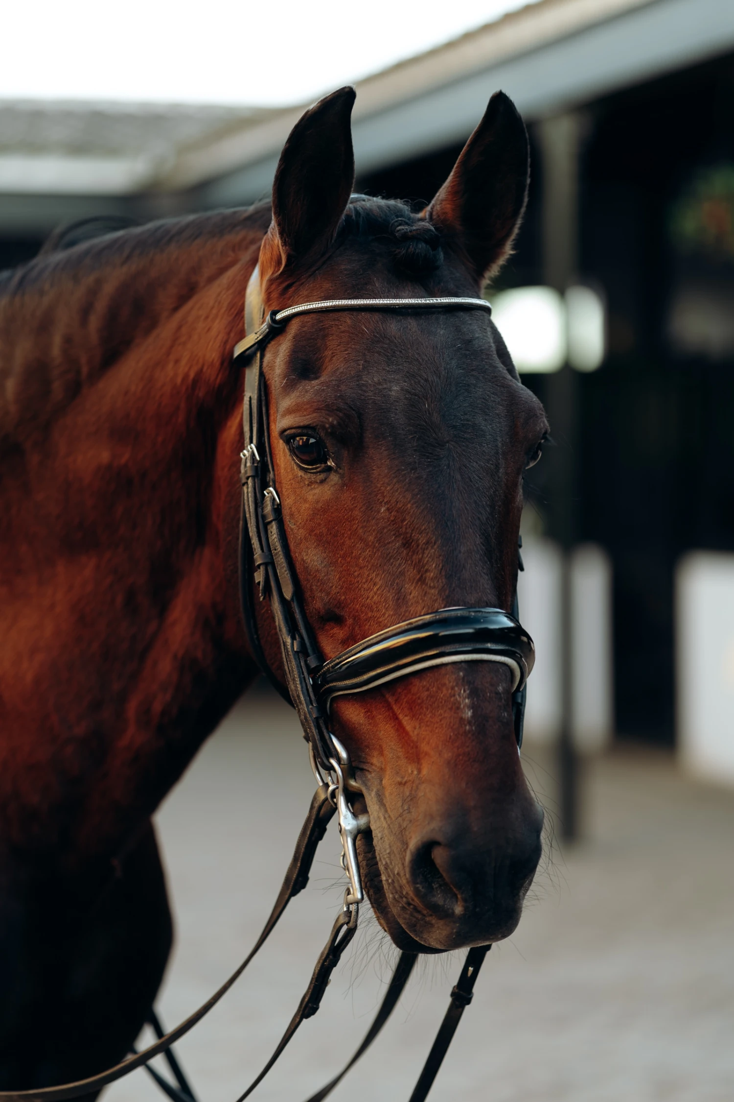 Horze Munich Stirnriemen Mit Strasssteinen 5 Horze Munich Stirnriemen Mit Strasssteinen – Bild 3