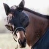 Kentucky Horsewear Fliegenmaske Slim Fit -Reitsportprodukte Geschäft 312999 BL 1