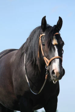 F.R.A. Shango Sidepull (System 3) Westerntrense -Reitsportprodukte Geschäft 322924 NAT 3