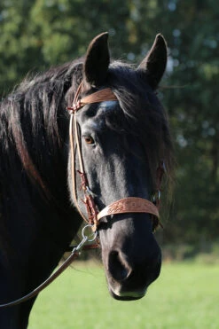 F.R.A. Diego Gebisslose Trense -Reitsportprodukte Geschäft 334265 NAT 12