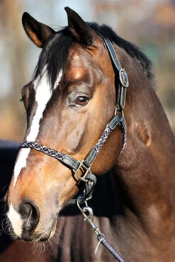 Kavalkade Tessa Flechthalfter -Reitsportprodukte Geschäft 337438 ANT DB WH 04